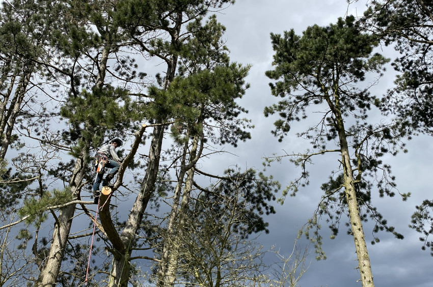 Arboricultural Reports