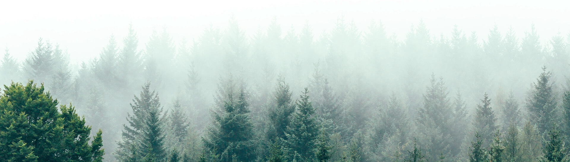 Tree Surveys Grimsby