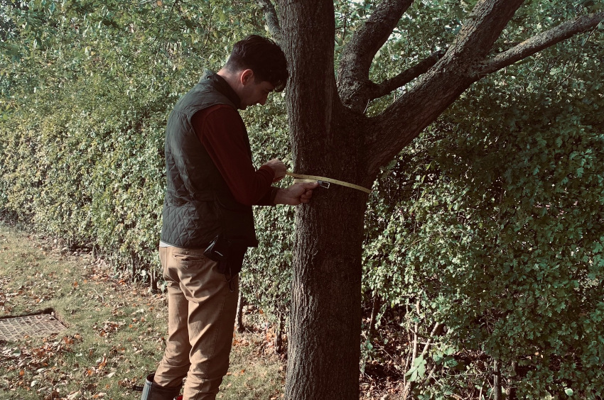 BS 5837 Tree Reports